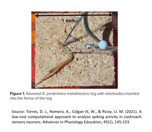 Severed G portentosa metathoracic leg with electrodes inserted into the femur of the leg